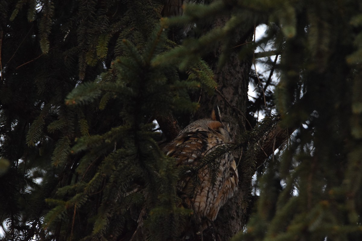 Long-eared Owl - ML393142351