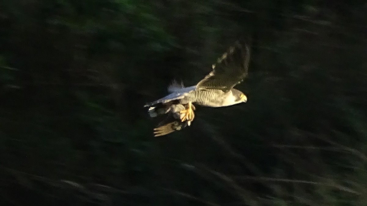 Peregrine Falcon - ML393142411