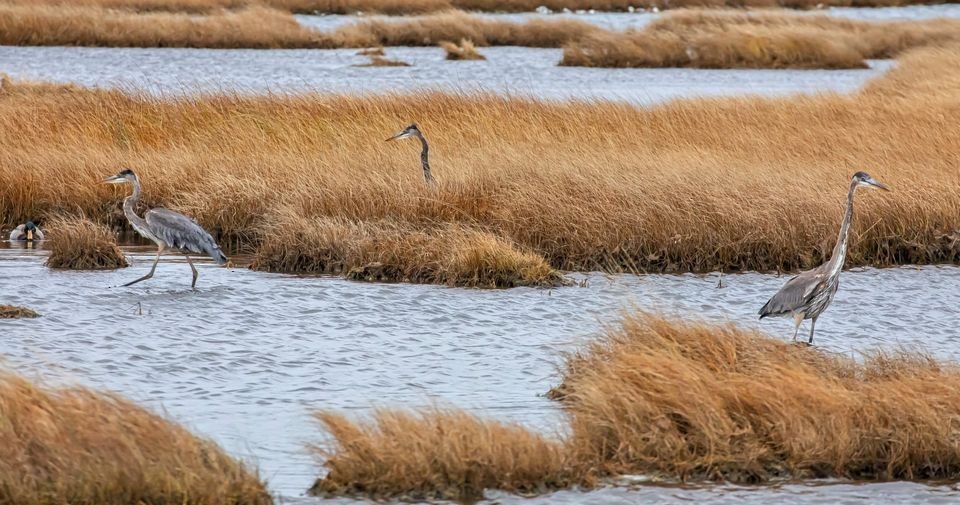 Great Blue Heron - Nova Scotia Bird Records