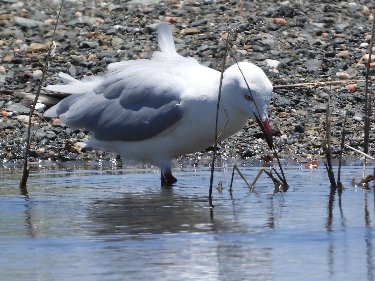 Silver Gull - ML393145221