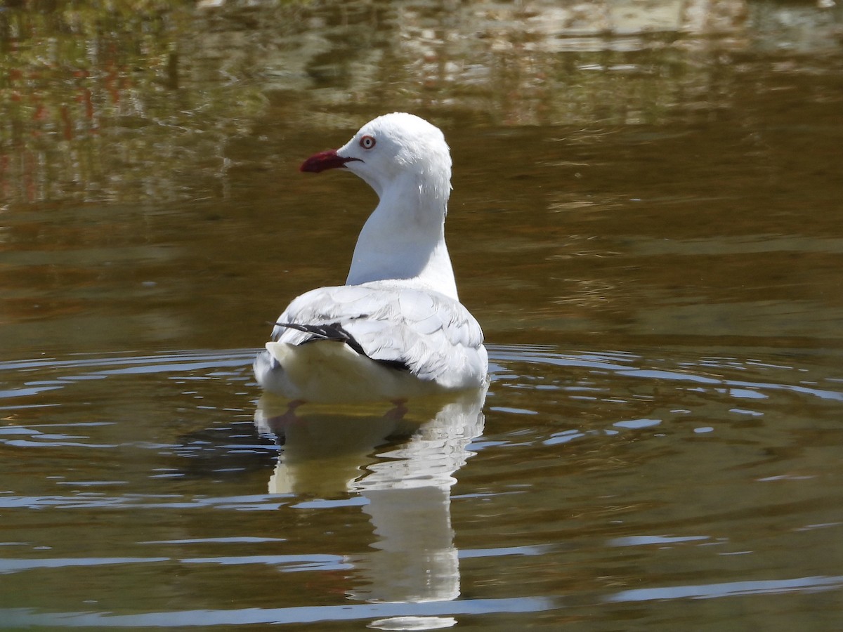 Silver Gull - ML393145231