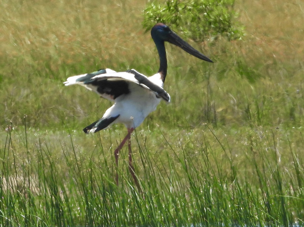 Black-necked Stork - ML393145241