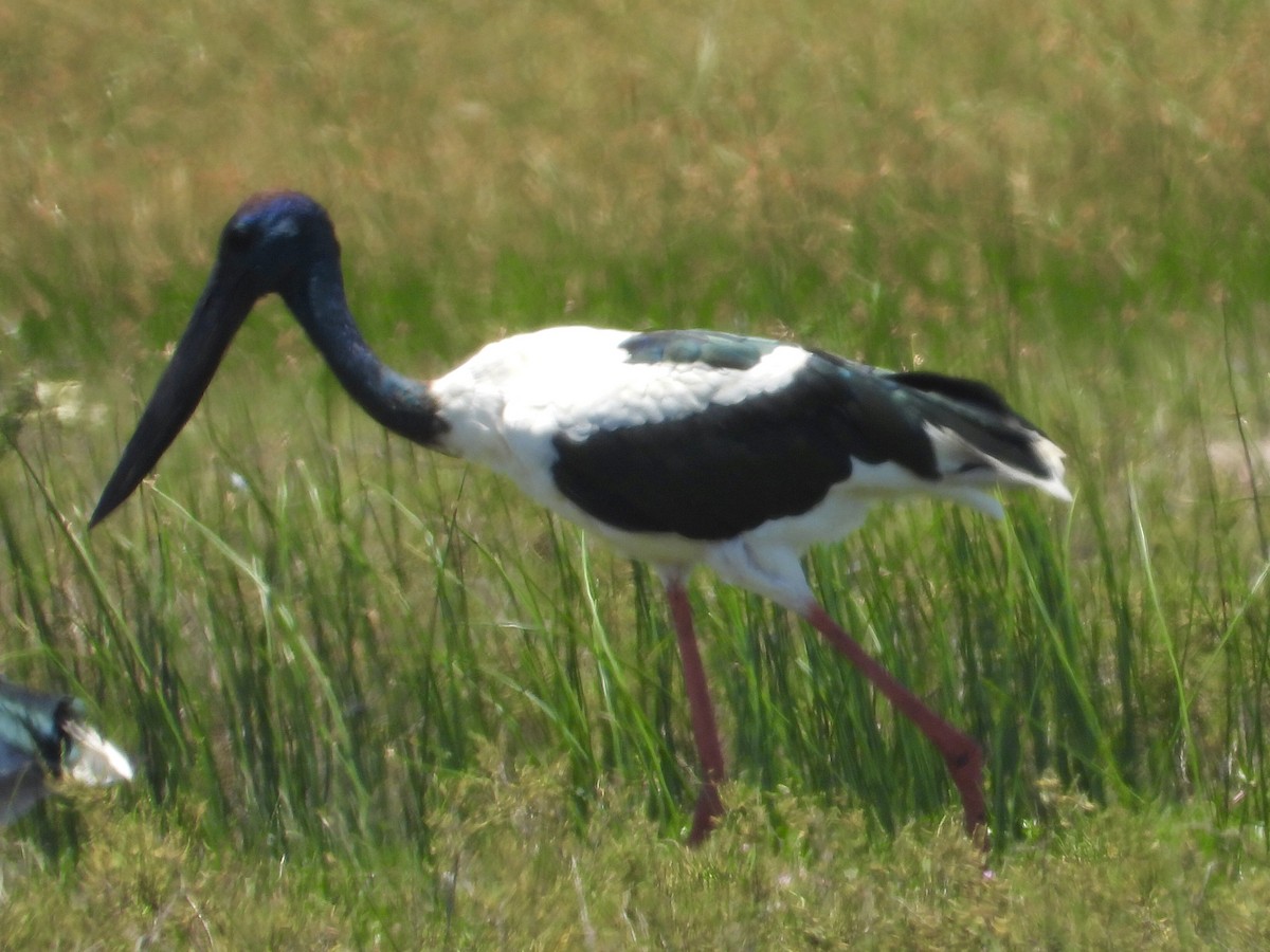 Black-necked Stork - ML393145251