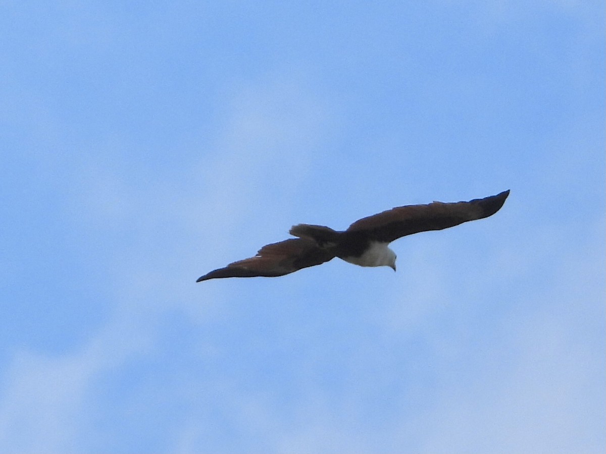 Brahminy Kite - ML393145291