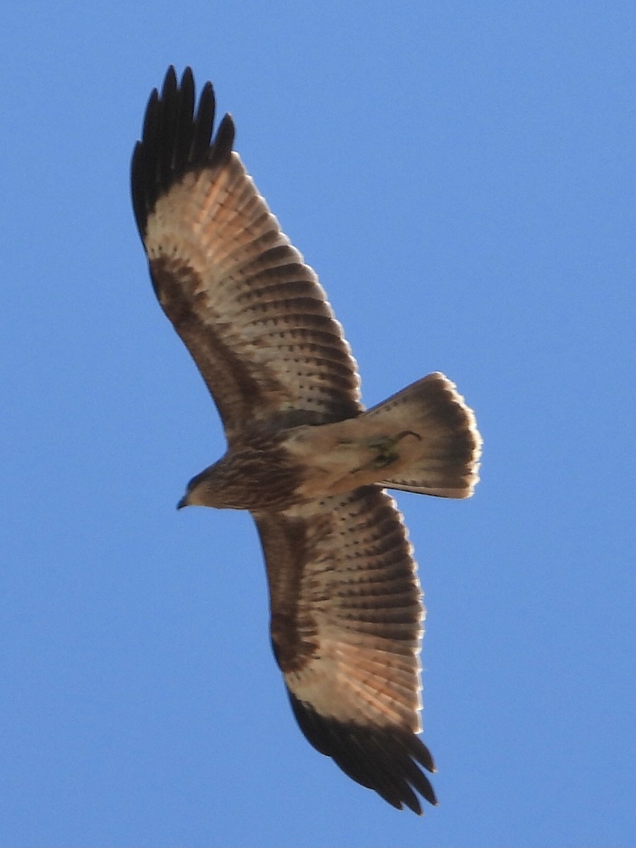 Brahminy Kite - ML393145301