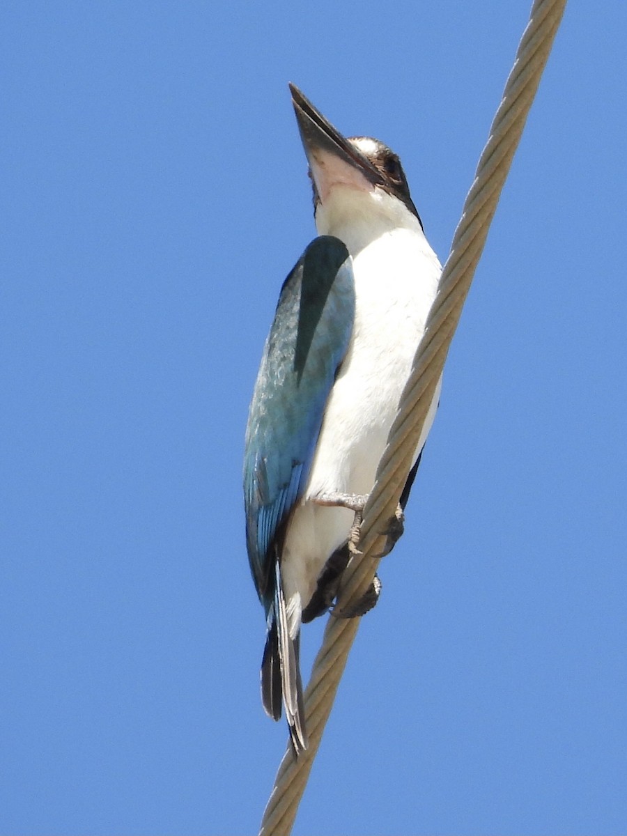 Torresian Kingfisher - ML393145321