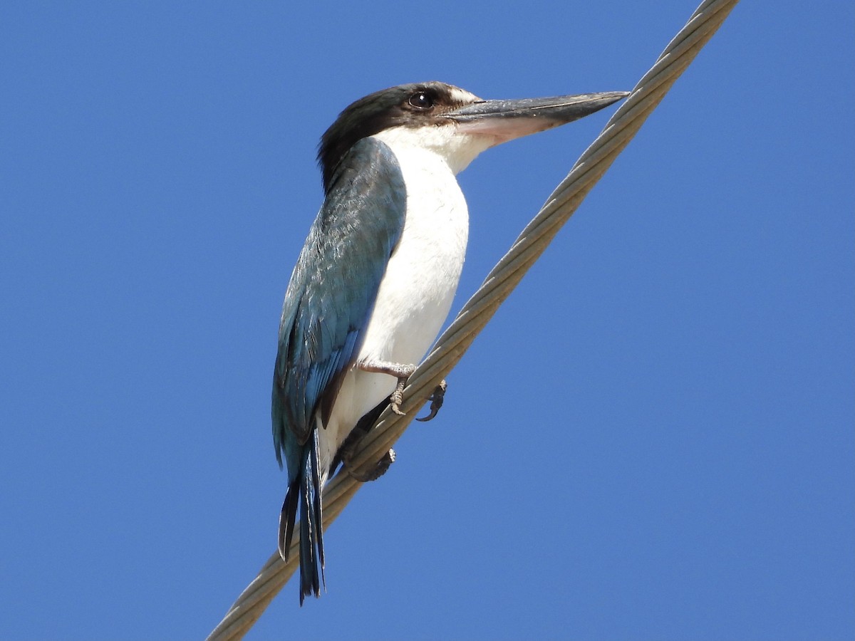 Torresian Kingfisher - ML393145331