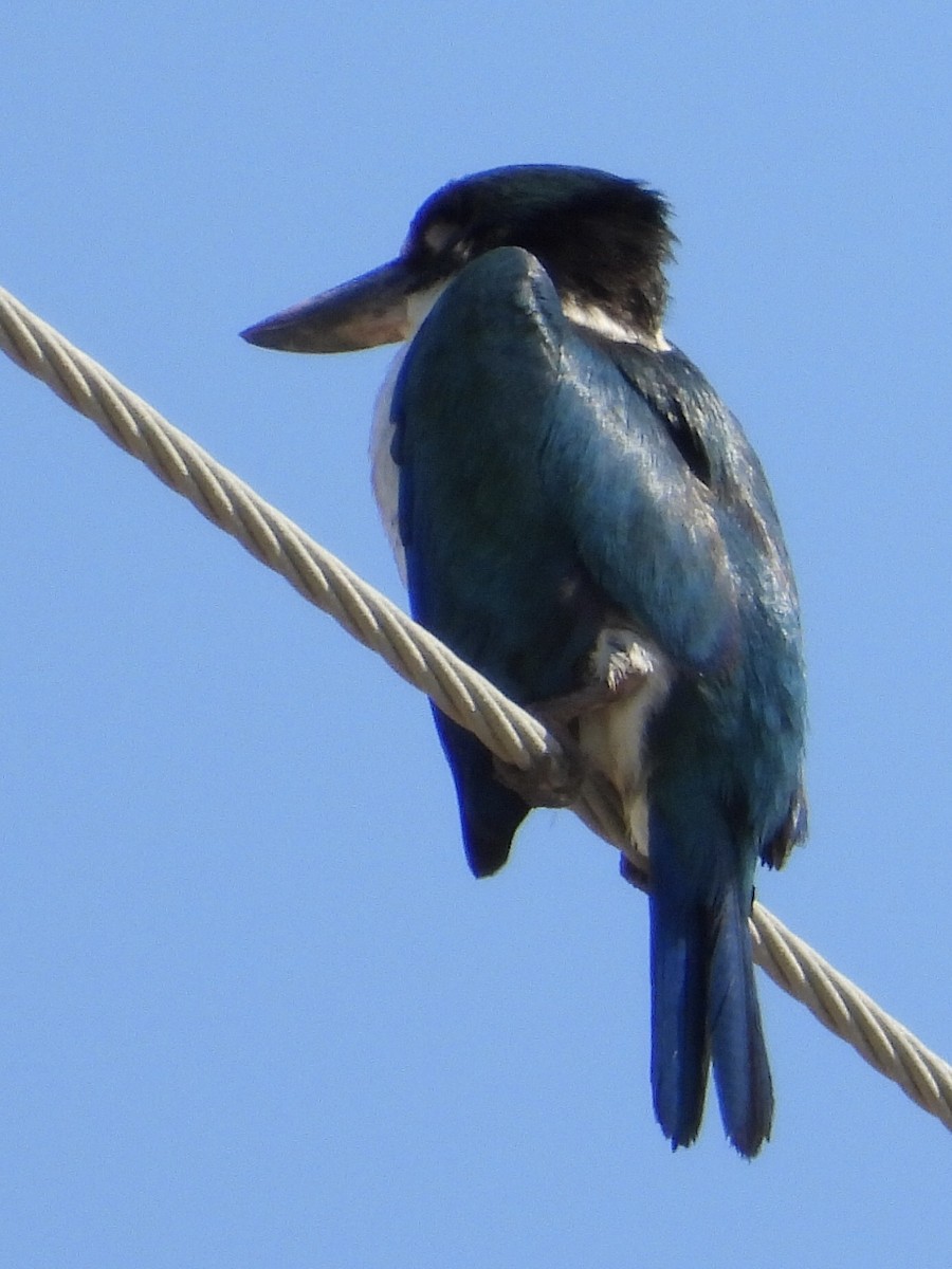 Torresian Kingfisher - ML393145341