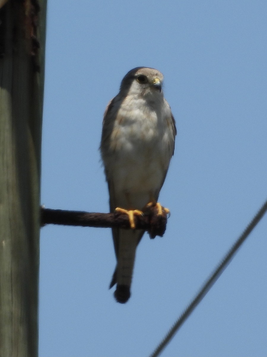 Nankeen Kestrel - ML393145411