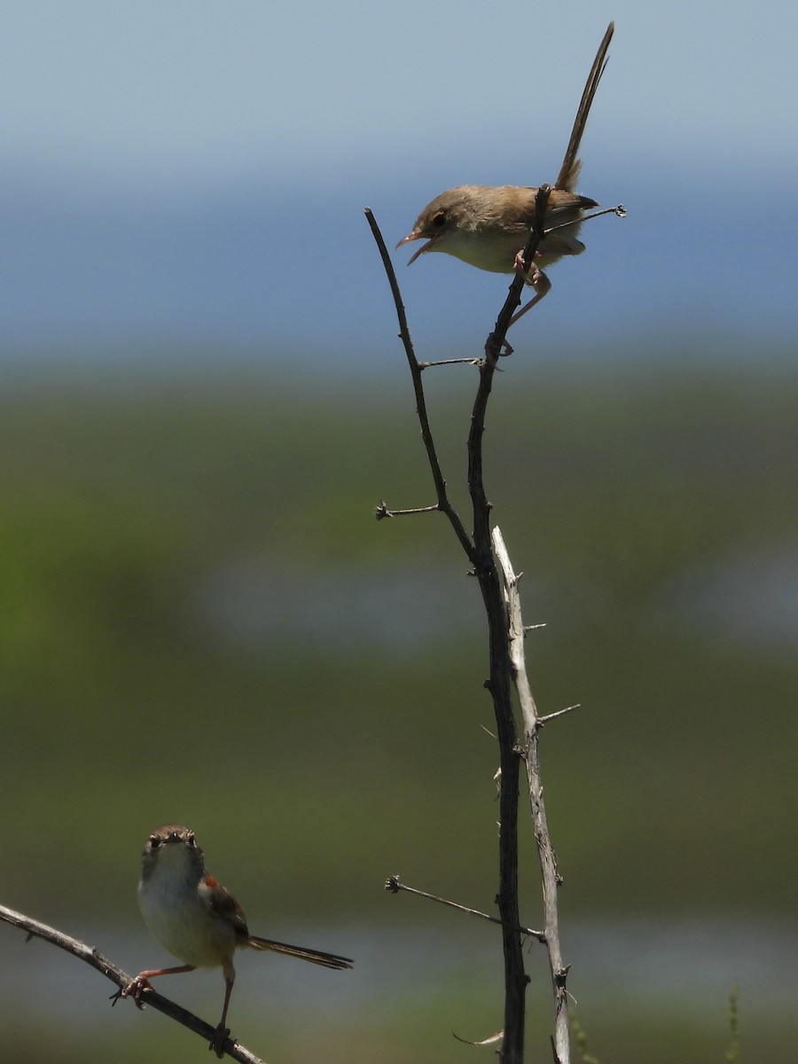 Red-backed Fairywren - ML393145441