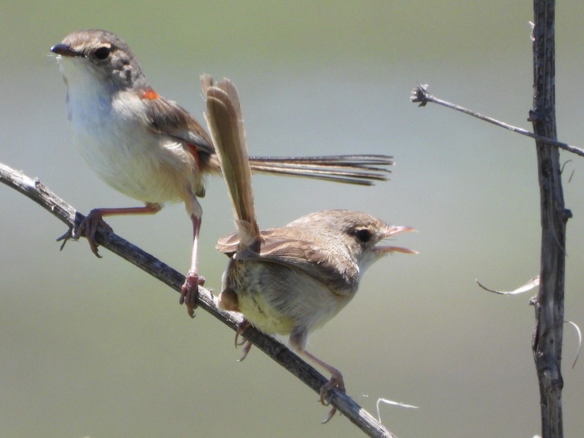 Red-backed Fairywren - ML393145471