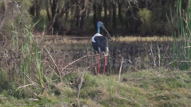 Black-necked Stork - ML393145521