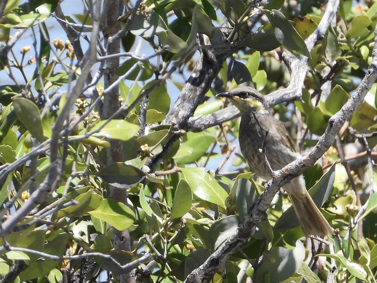 Mangrove Honeyeater - ML393145561