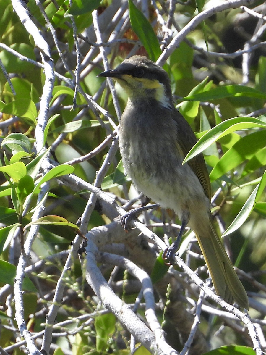 Mangrove Honeyeater - ML393145571