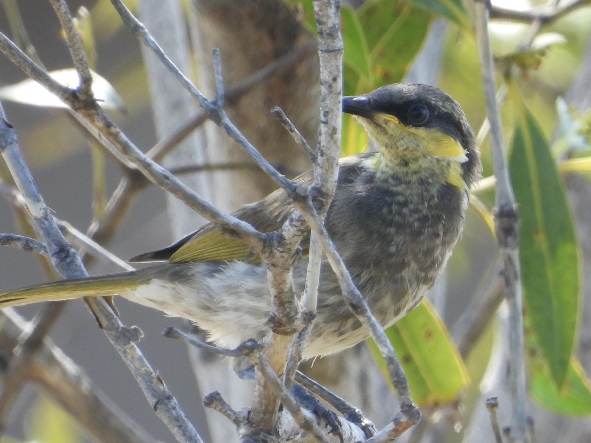 Mangrove Honeyeater - ML393145581