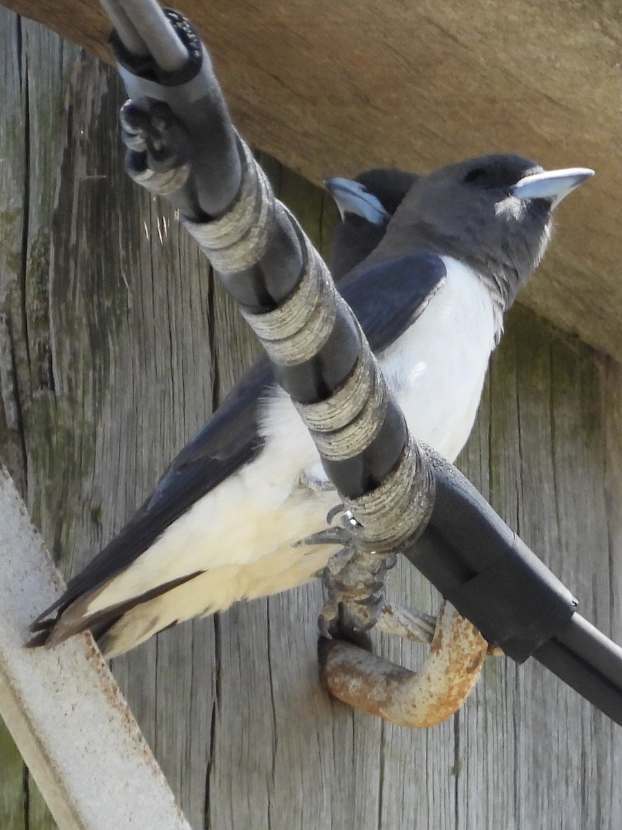 White-breasted Woodswallow - ML393145621
