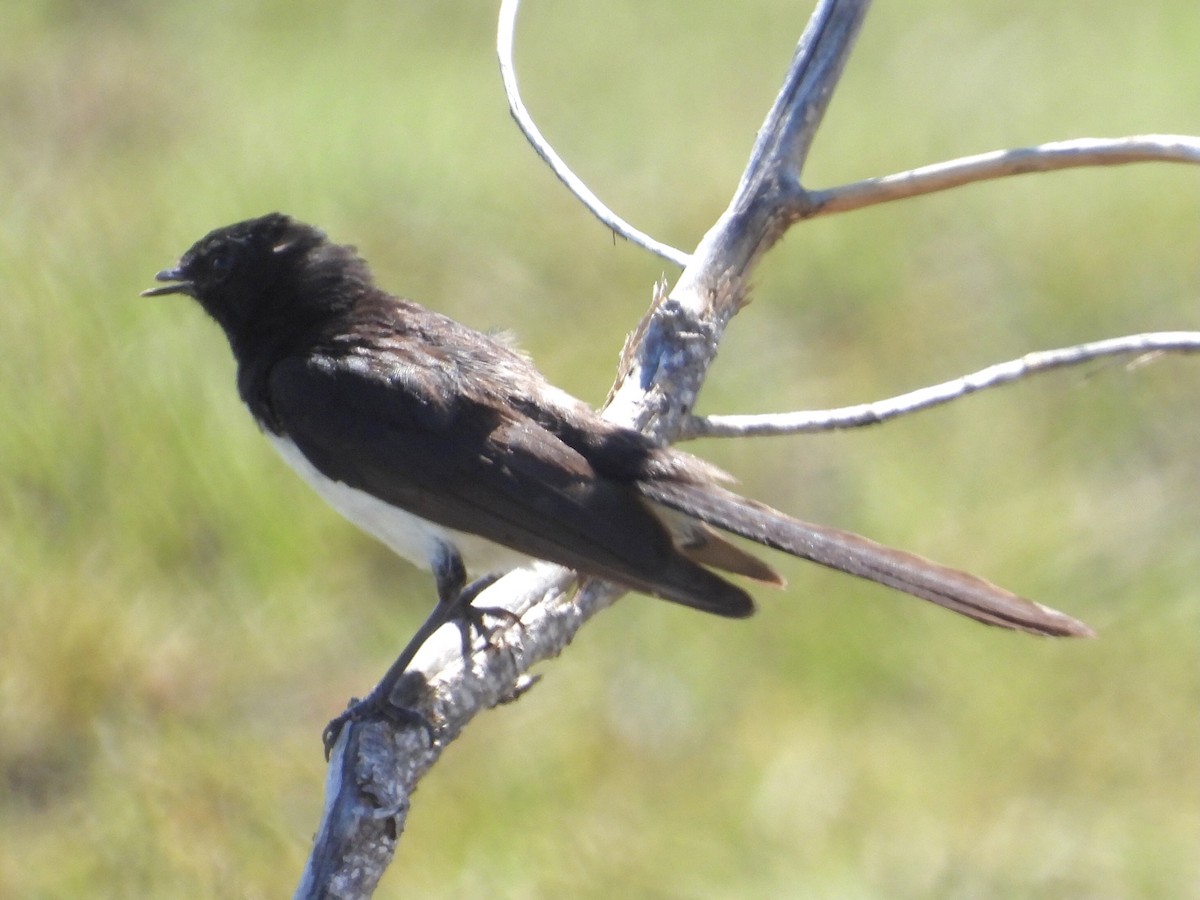 Willie-wagtail - ML393145701