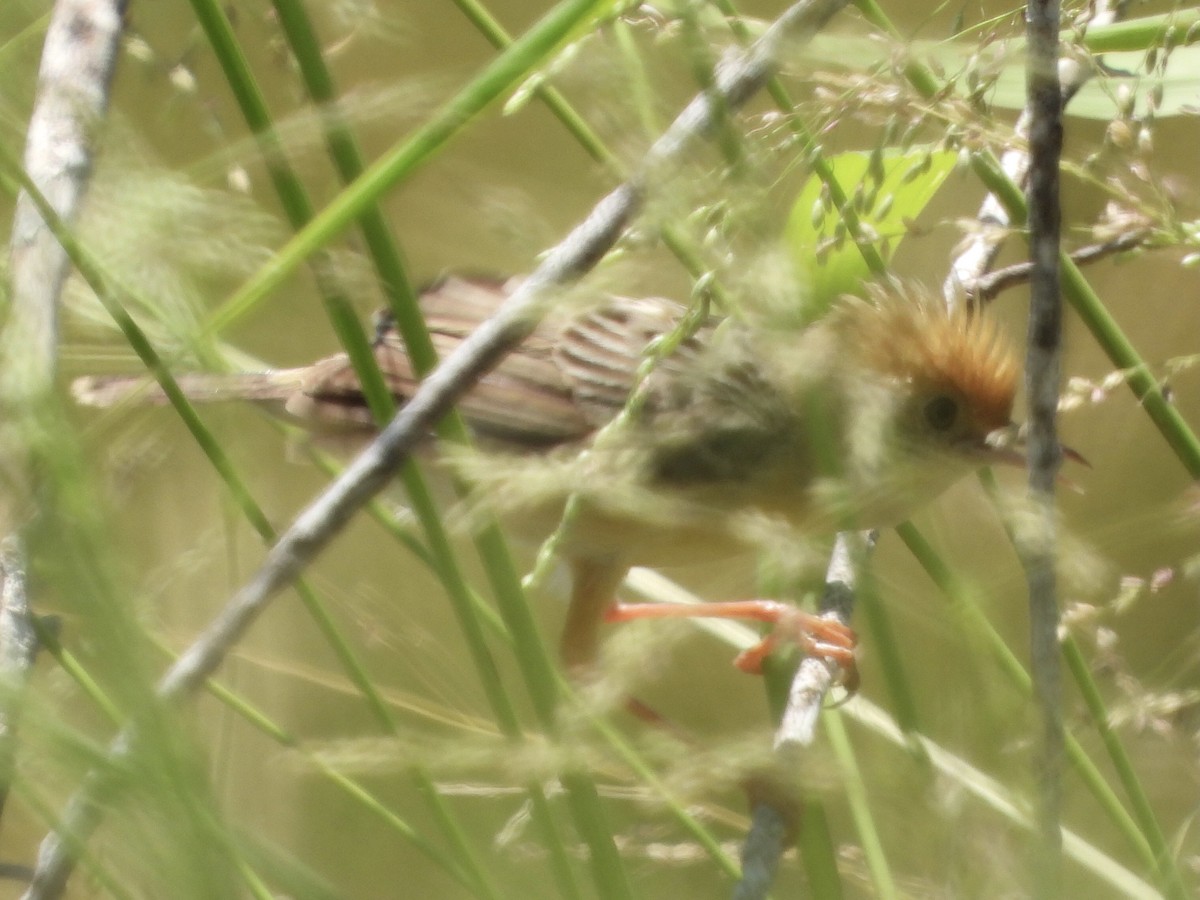 Golden-headed Cisticola - ML393145741