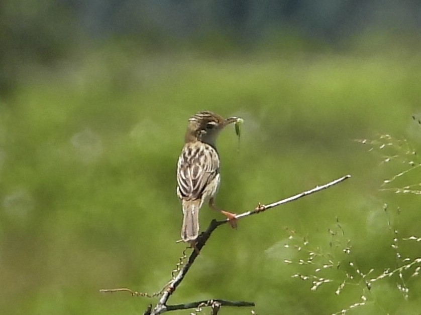 Zitting Cisticola - ML393145751