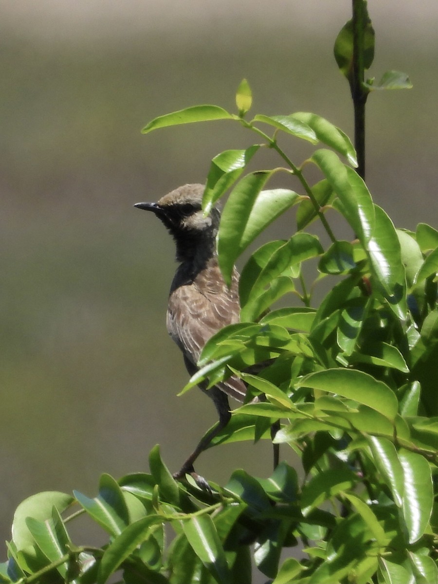 Brown Songlark - ML393145791