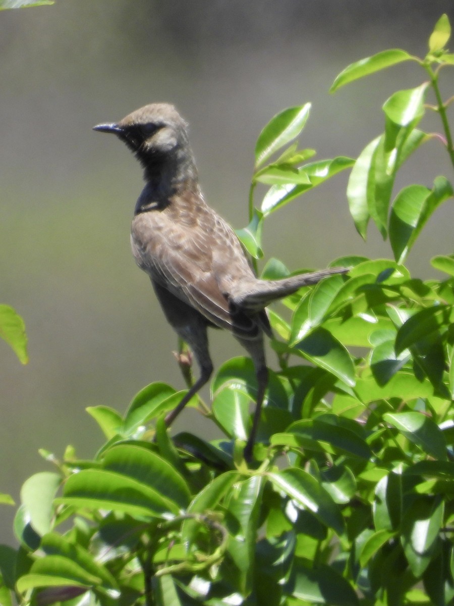 Brown Songlark - ML393145801