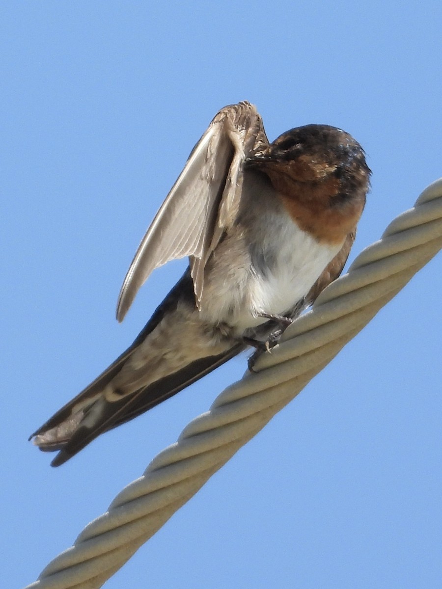 Welcome Swallow - ML393145821