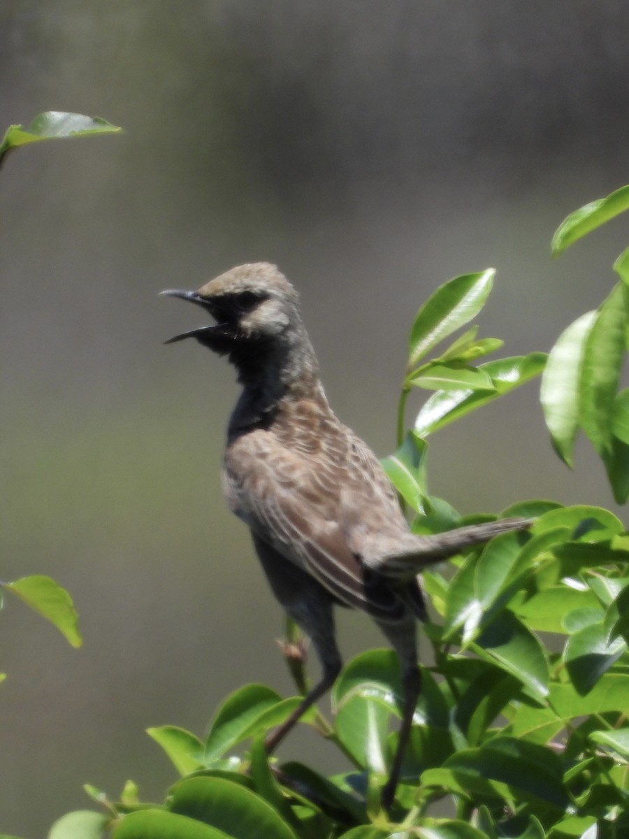 Brown Songlark - ML393145831