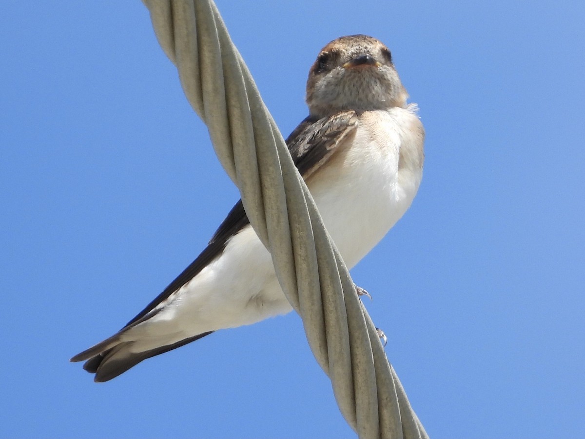 Fairy Martin - ML393145851