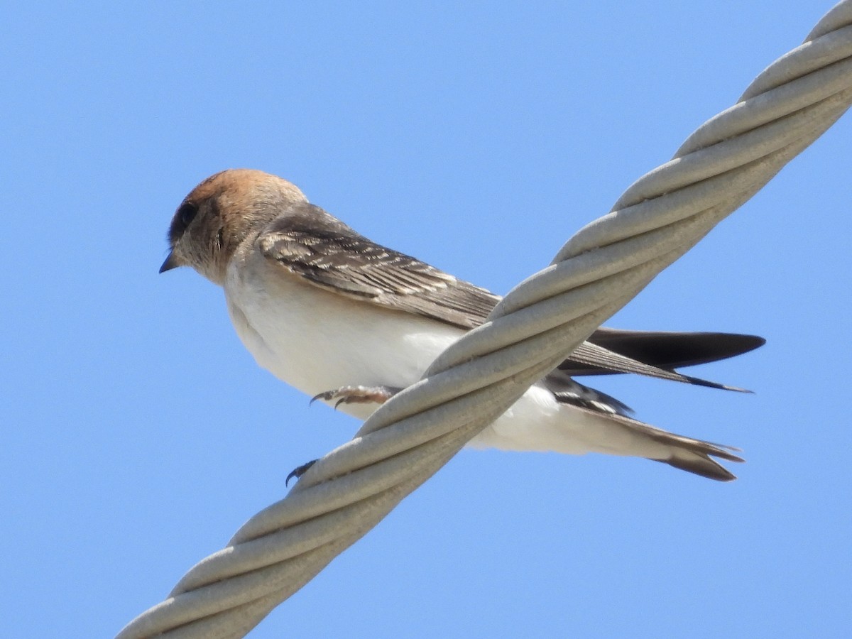 Fairy Martin - ML393145861
