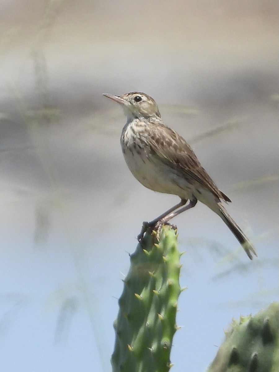 Australian Pipit - ML393145891