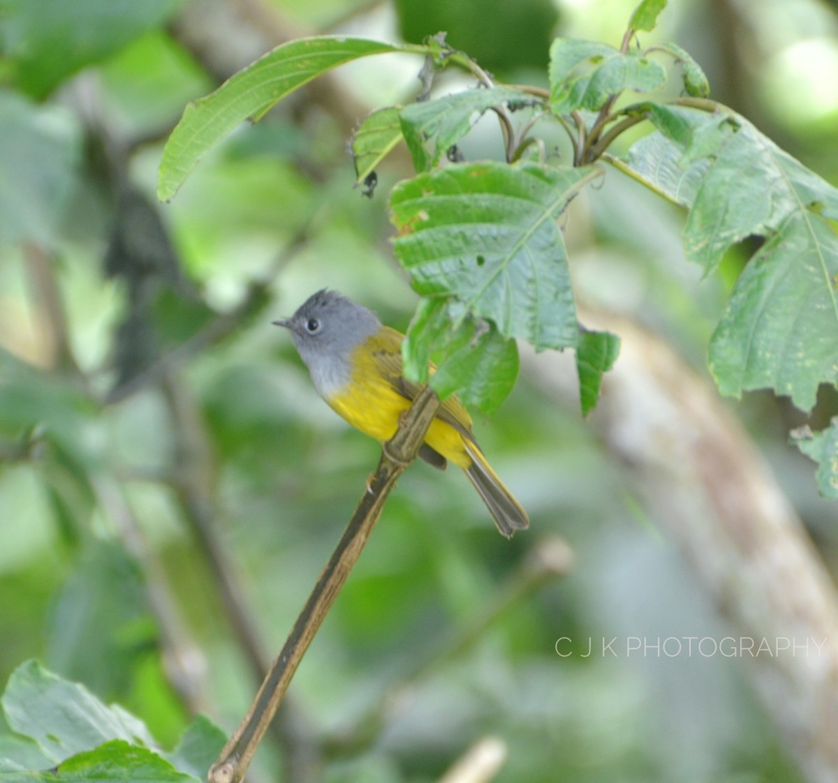 Gray-headed Canary-Flycatcher - Cinoby J Kanattu