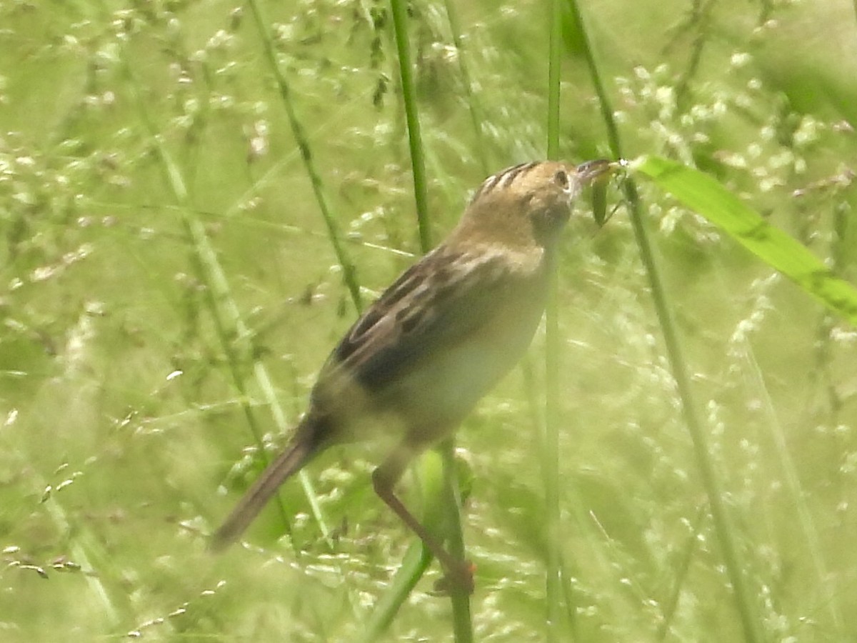Zitting Cisticola - ML393146301