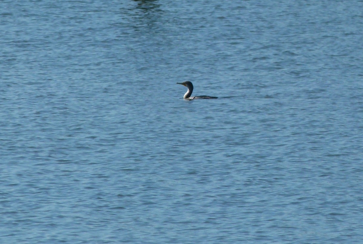 Cormoran à aigrettes - ML393146461