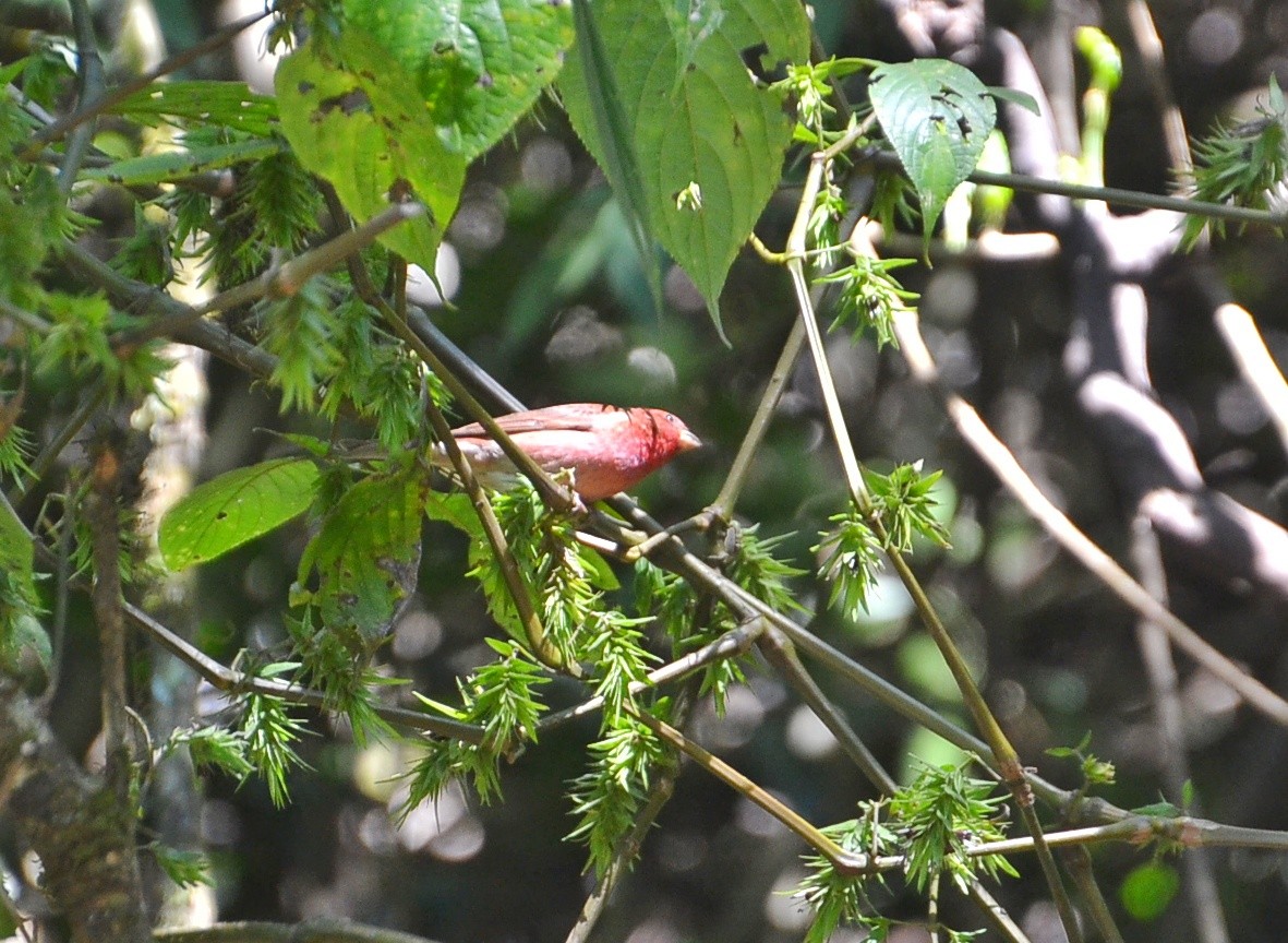 Common Rosefinch - Cinoby J Kanattu