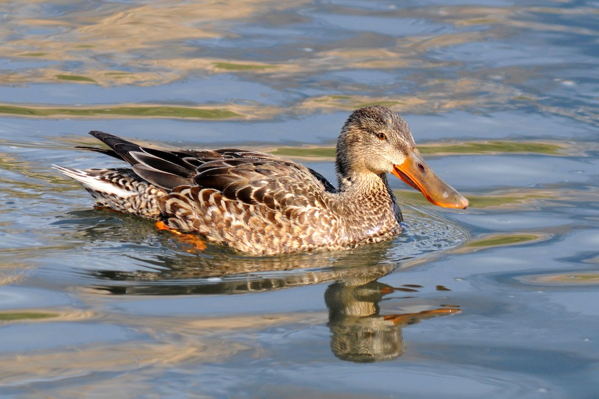 Northern Shoveler - ML393147401