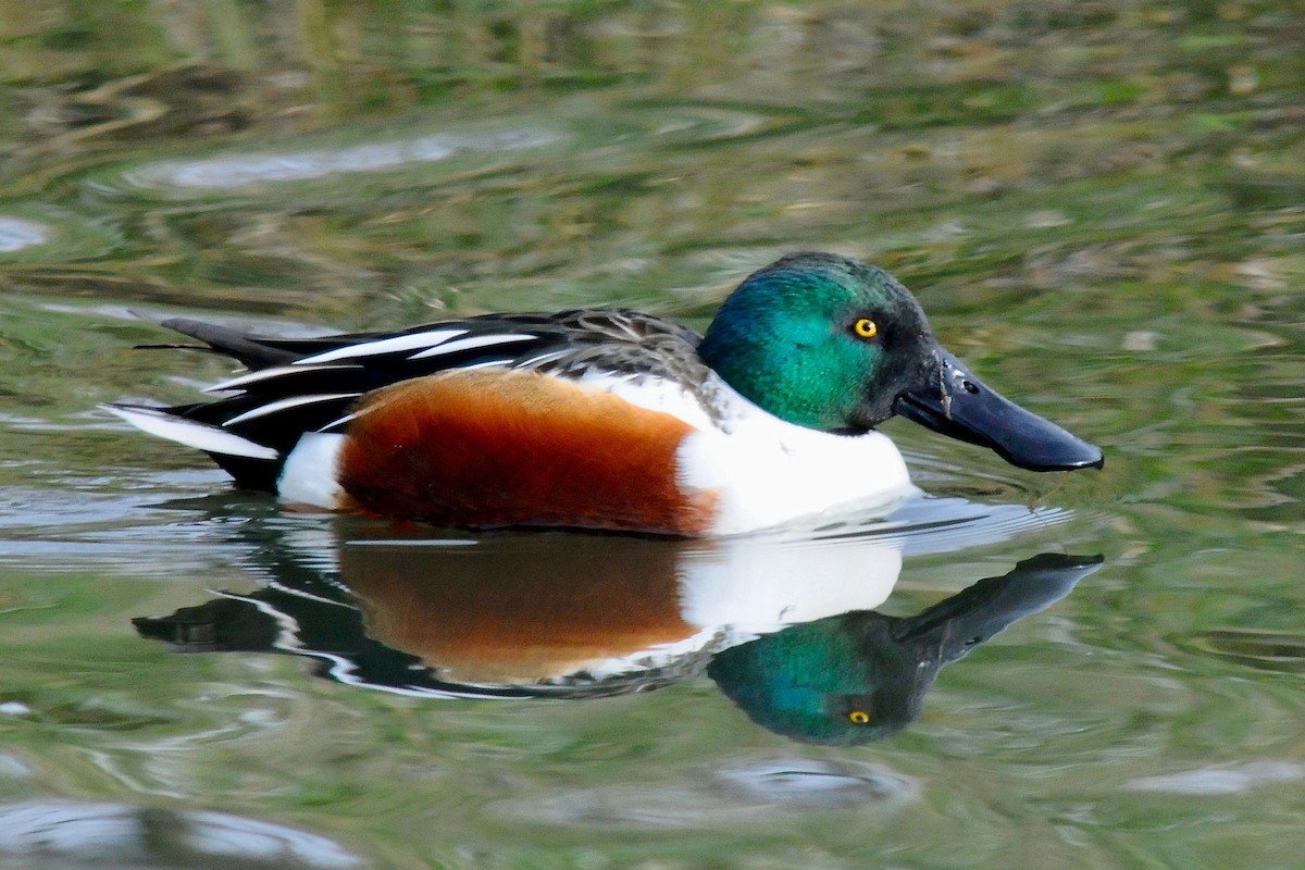 Northern Shoveler - ML393147421