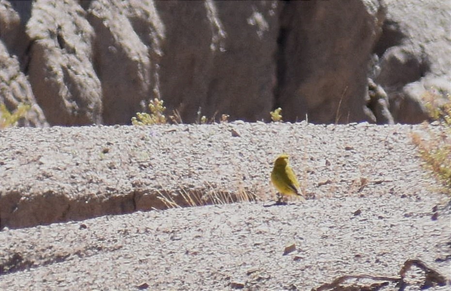 Greenish Yellow-Finch - ML393147661