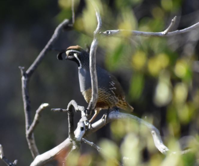 California Quail - ML393150811