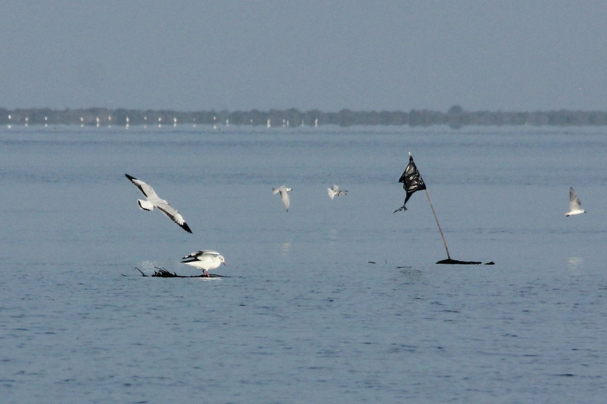 Brown-headed Gull - ML393152741