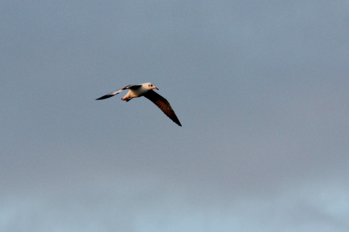 Brown-headed Gull - ML393152751