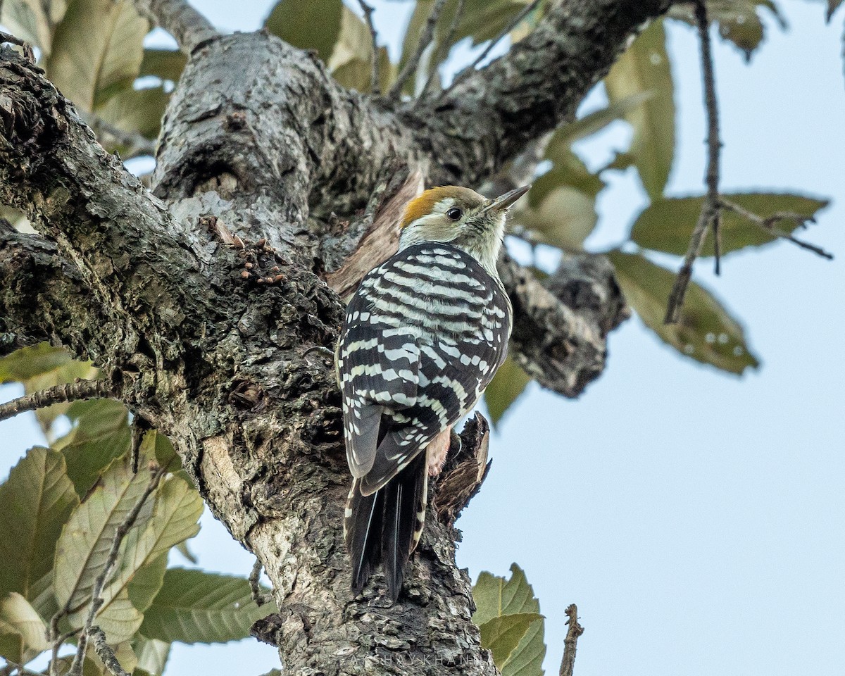 Brown-fronted Woodpecker - Akshay Khanna