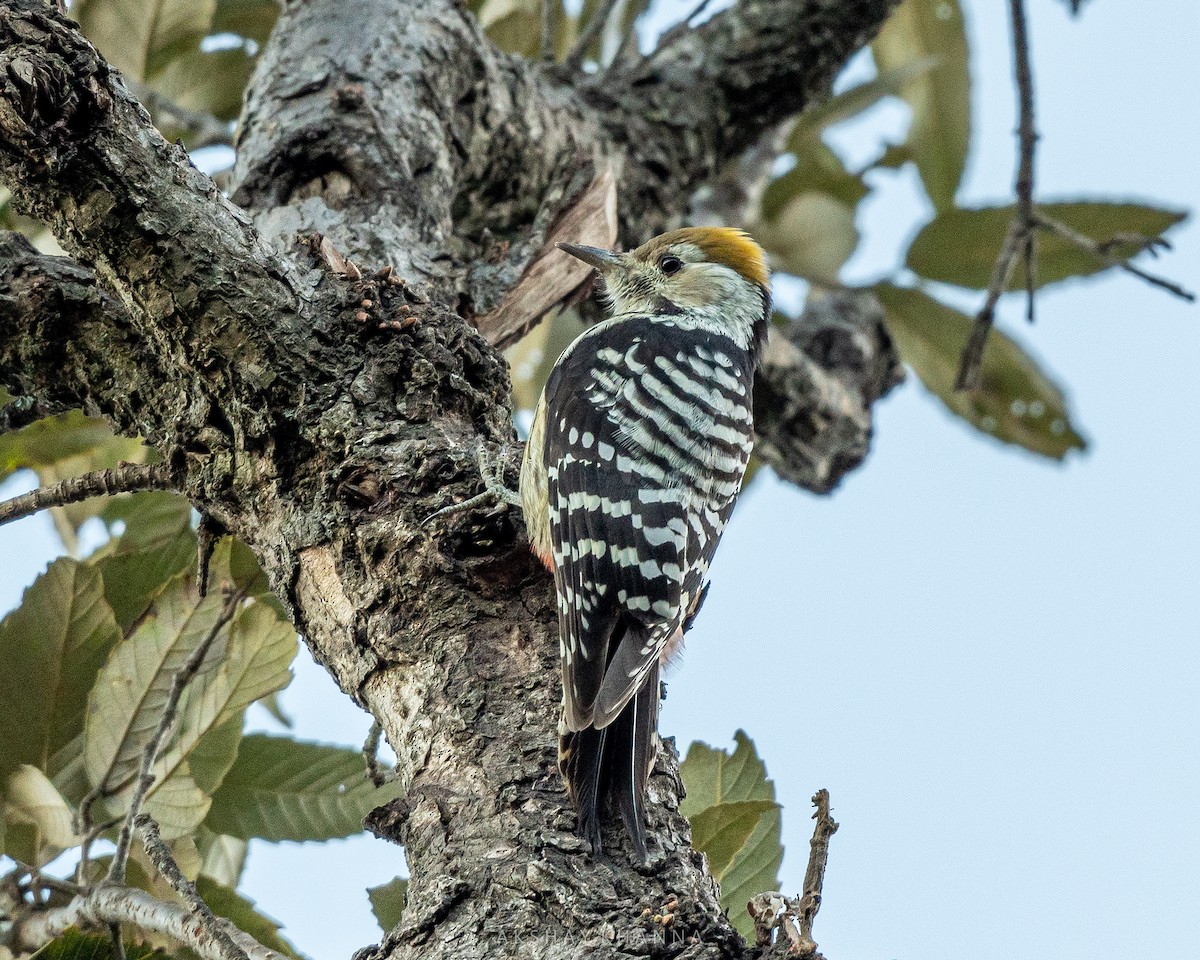 Brown-fronted Woodpecker - ML393152771