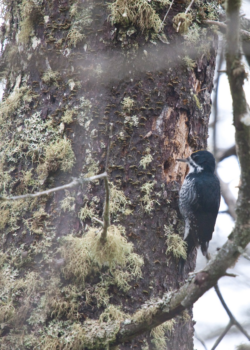 Black-backed Woodpecker - ML39315331