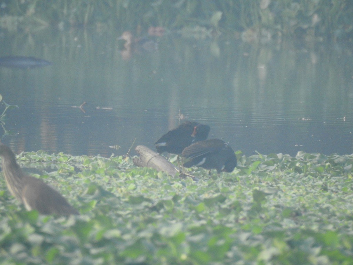 Eurasian Moorhen - ML393153721