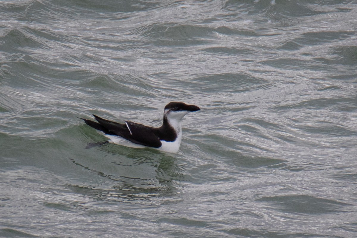 Razorbill - ML393156511