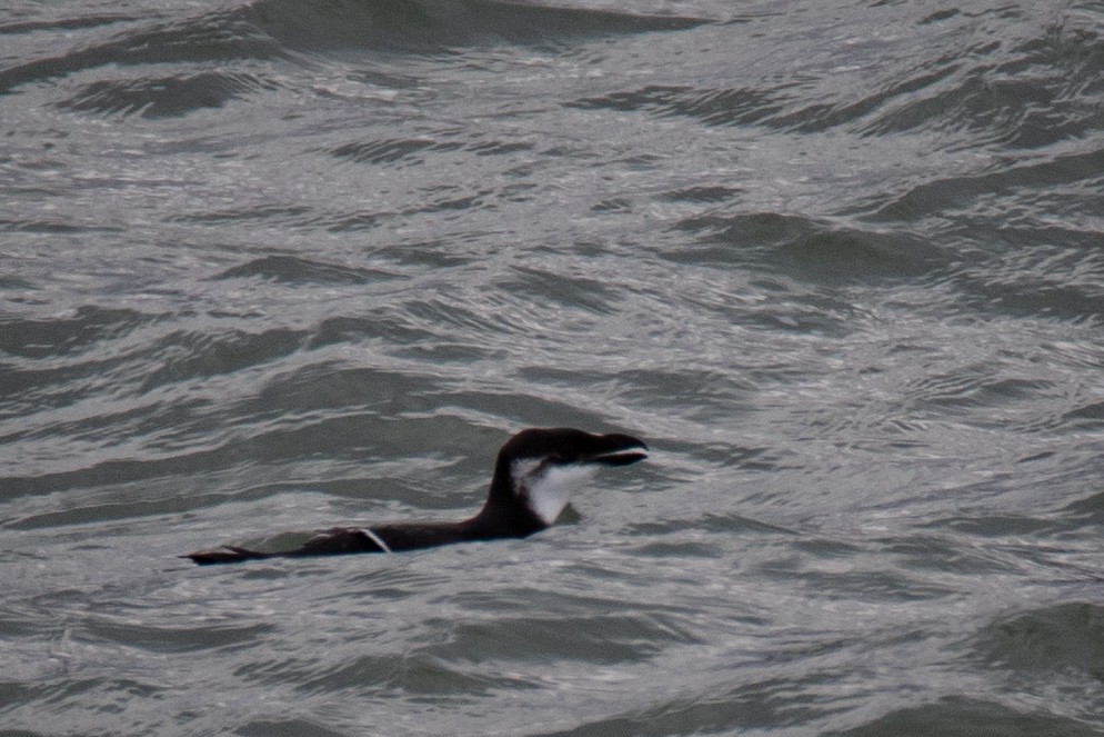 Razorbill - ML393156571