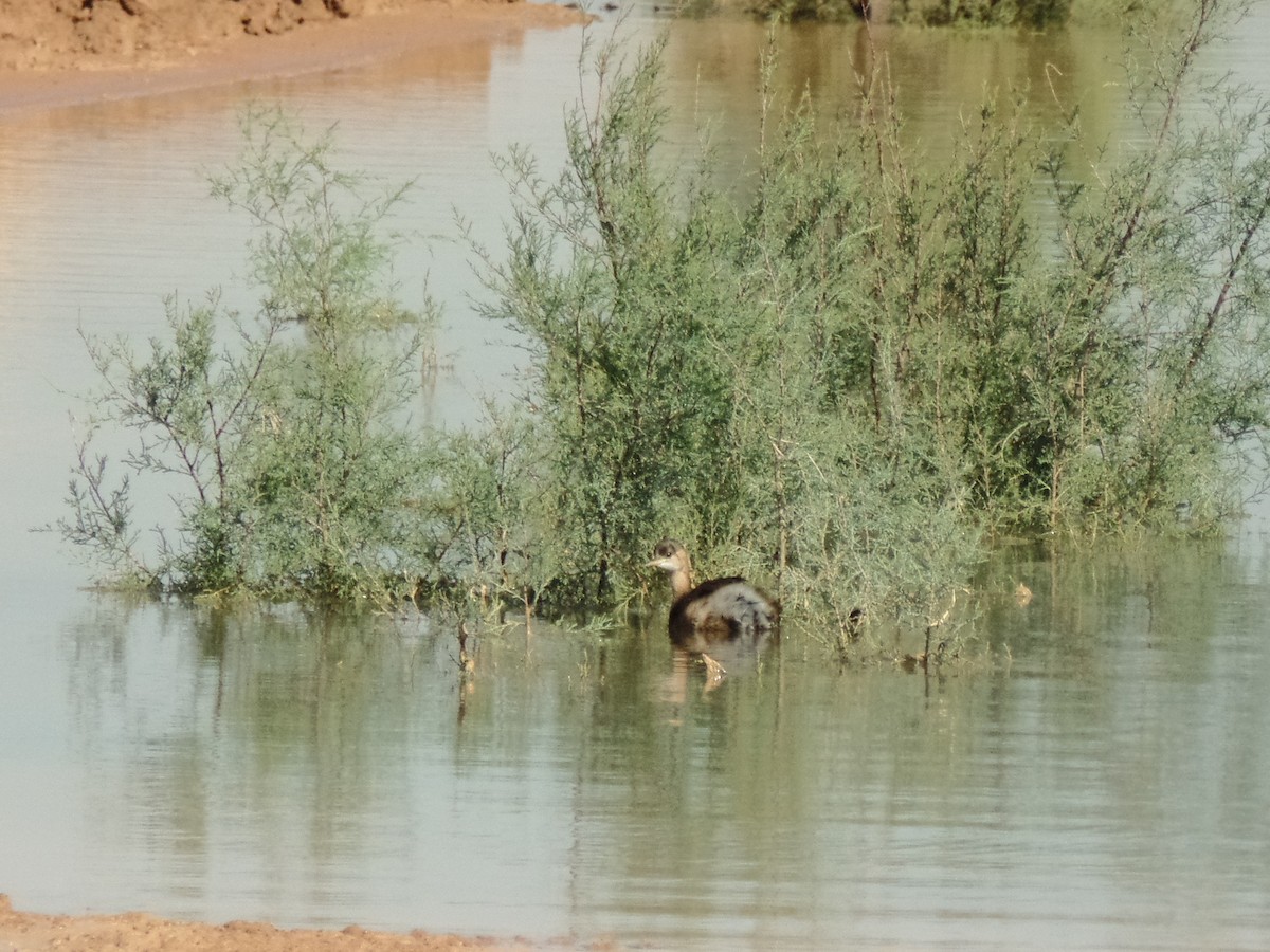 Little Grebe - ahmad mohammadi ravesh