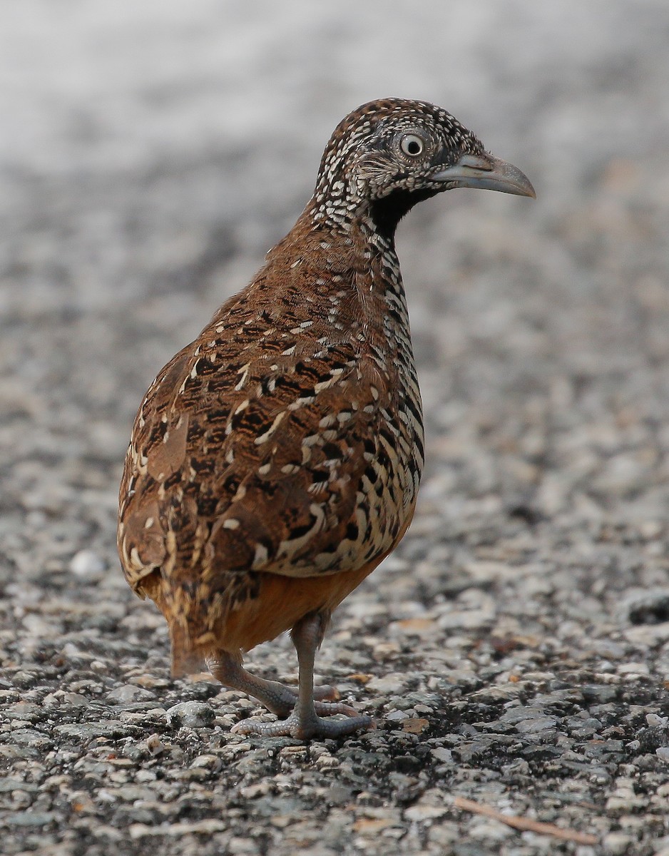 Barred Buttonquail - ML393157671