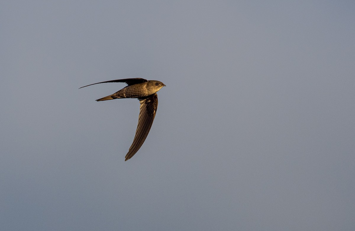 Asian Palm Swift - ML393158761