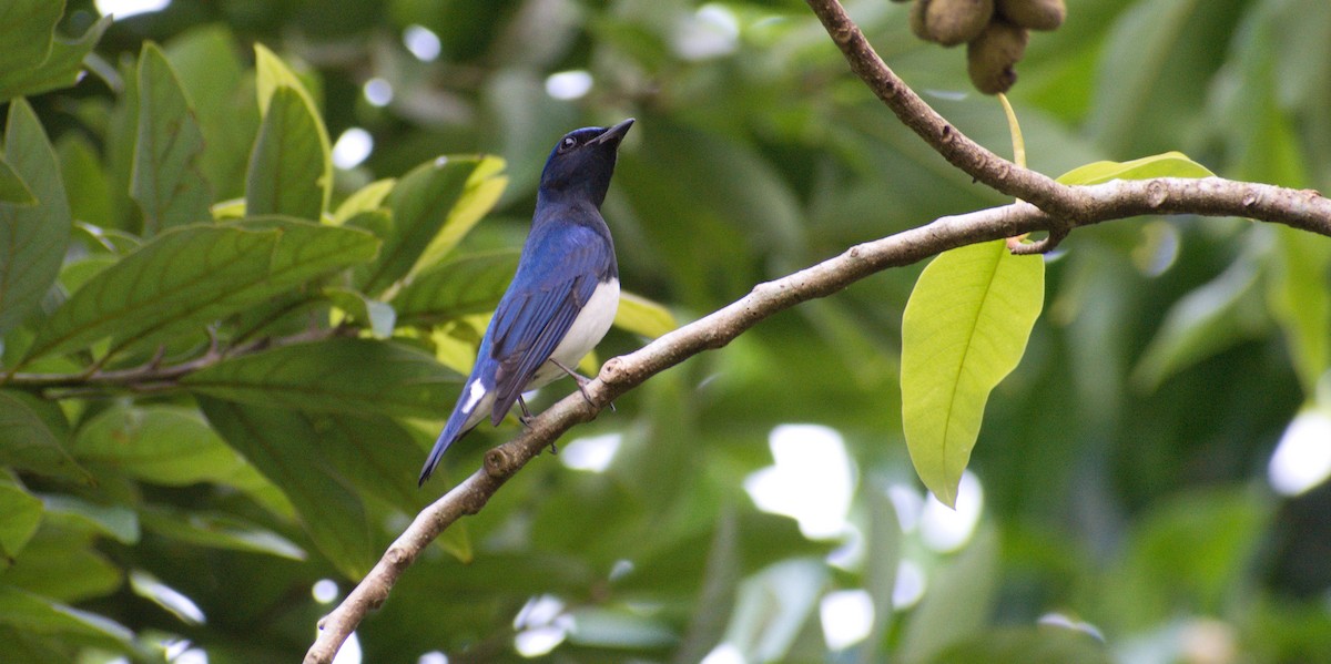 Blue-and-white Flycatcher - ML393160281